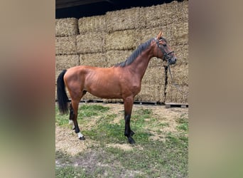 Hannoveriano, Semental, 2 años, 167 cm, Castaño