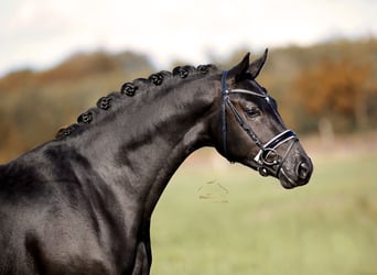 Hannoveriano, Semental, 2 años, 167 cm, Negro