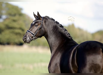 Hannoveriano, Semental, 2 años, 167 cm, Negro