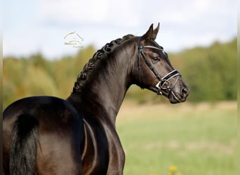 Hannoveriano, Semental, 2 años, 167 cm, Negro