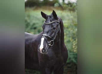 Hannoveriano, Semental, 2 años, 167 cm, Negro