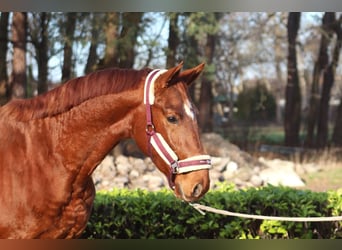 Hannoveriano, Semental, 2 años, 168 cm, Alazán
