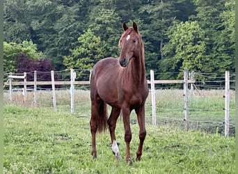 Hannoveriano, Semental, 2 años, 168 cm, Alazán