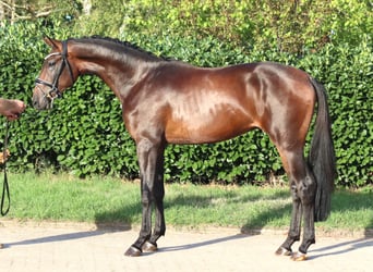 Hannoveriano, Semental, 2 años, 168 cm, Castaño
