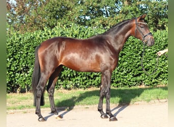 Hannoveriano, Semental, 2 años, 168 cm, Castaño