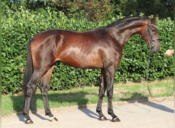 Hannoveriano, Semental, 2 años, 168 cm, Castaño
