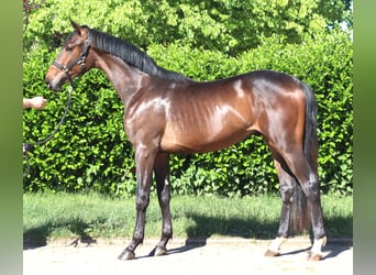 Hannoveriano, Semental, 2 años, 168 cm, Castaño