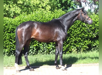 Hannoveriano, Semental, 2 años, 168 cm, Castaño oscuro