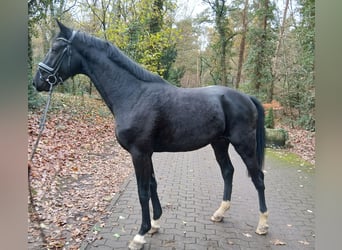 Hannoveriano, Semental, 2 años, 168 cm, Negro