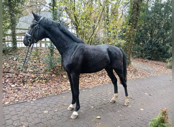 Hannoveriano, Semental, 2 años, 168 cm, Negro