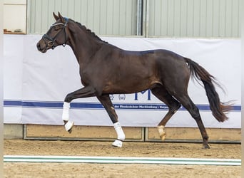 Hannoveriano, Semental, 2 años, 170 cm, Alazán
