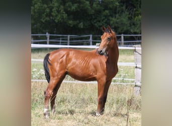 Hannoveriano, Semental, 2 años, 170 cm, Castaño