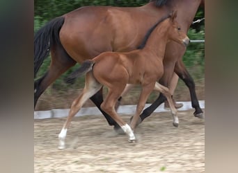 Hannoveriano, Semental, 2 años, 170 cm, Castaño