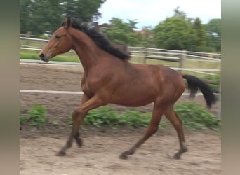 Hannoveriano, Semental, 2 años, 170 cm, Castaño