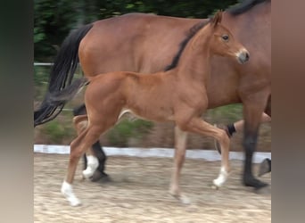 Hannoveriano, Semental, 2 años, 170 cm, Castaño