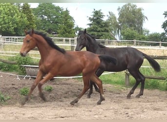 Hannoveriano, Semental, 2 años, 170 cm, Castaño