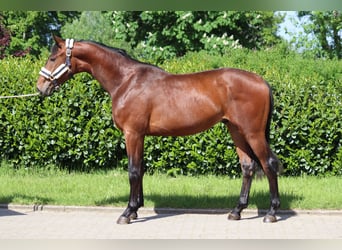 Hannoveriano, Semental, 2 años, 170 cm, Castaño