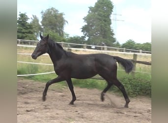 Hannoveriano, Semental, 2 años, 170 cm, Negro