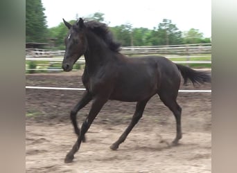 Hannoveriano, Semental, 2 años, 170 cm, Negro