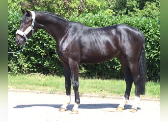 Hannoveriano, Semental, 2 años, 170 cm, Negro