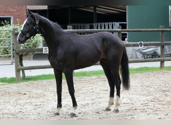 Hannoveriano, Semental, 2 años, 170 cm, Negro