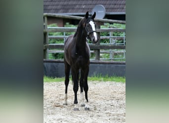 Hannoveriano, Semental, 2 años, 170 cm, Negro