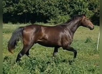 Hannoveriano, Semental, 2 años, 172 cm, Castaño oscuro