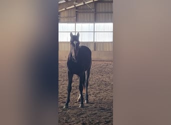 Hannoveriano, Semental, 2 años, 172 cm, Morcillo