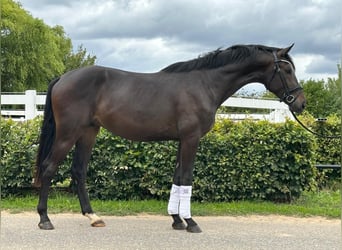 Hannoveriano, Semental, 2 años, 172 cm, Morcillo