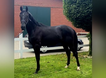 Hannoveriano, Semental, 2 años, 172 cm, Negro