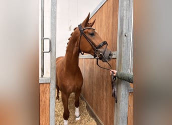 Hannoveriano, Semental, 2 años, 173 cm, Alazán