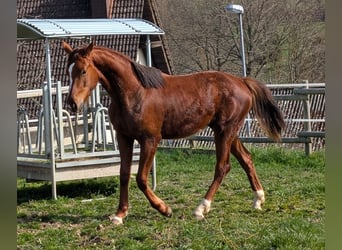 Hannoveriano, Semental, 2 años, 173 cm, Alazán-tostado