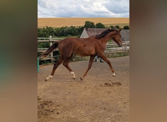 Hannoveriano, Semental, 2 años, 173 cm, Alazán-tostado