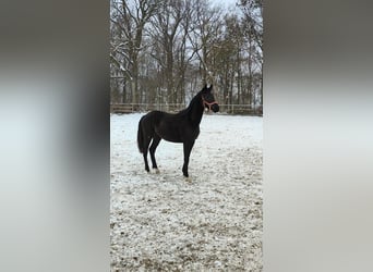 Hannoveriano, Semental, 2 años, 173 cm, Negro
