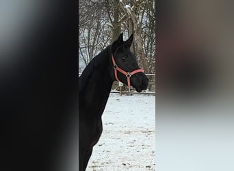 Hannoveriano, Semental, 2 años, 173 cm, Negro