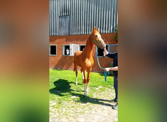 Hannoveriano, Semental, 2 años, Alazán