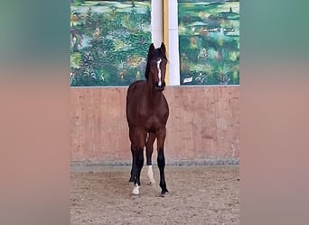 Hannoveriano, Semental, 2 años, Castaño