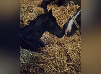 Hannoveriano, Semental, 2 años, Negro