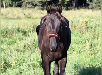 Hannoveriano, Semental, 2 años, Negro