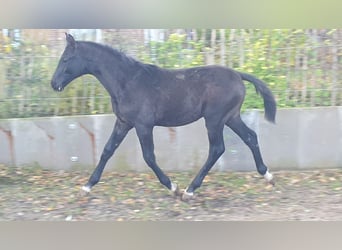 Hannoveriano, Semental, 2 años, Tordo