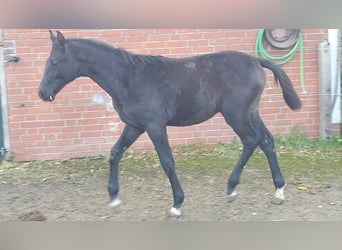 Hannoveriano, Semental, 2 años, Tordo