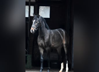 Hannoveriano, Semental, 3 años, 151 cm, Castaño oscuro