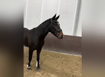 Hannoveriano, Semental, 3 años, 156 cm, Castaño