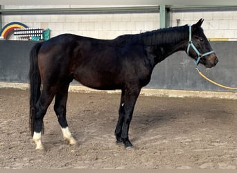Hannoveriano, Semental, 3 años, 158 cm, Castaño oscuro