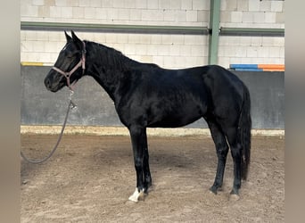 Hannoveriano, Semental, 3 años, 158 cm, Negro