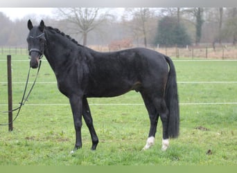 Hannoveriano, Semental, 3 años, 160 cm, Castaño oscuro