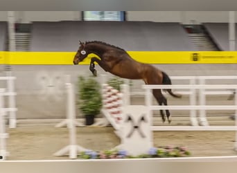 Hannoveriano, Semental, 3 años, 162 cm, Castaño