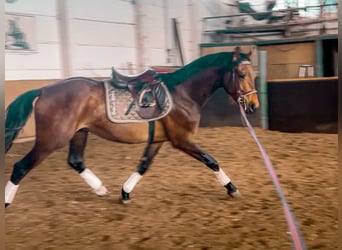 Hannoveriano, Semental, 3 años, 162 cm, Castaño