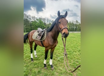 Hannoveriano, Semental, 3 años, 162 cm, Castaño