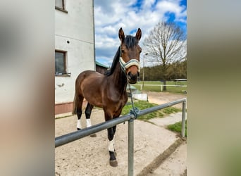 Hannoveriano, Semental, 3 años, 162 cm, Castaño